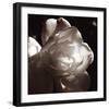 White Rose I-Malcolm Sanders-Framed Giclee Print