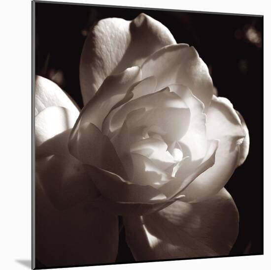 White Rose I-Malcolm Sanders-Mounted Giclee Print