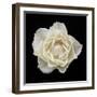 White Rose I-Jim Christensen-Framed Photographic Print