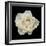 White Rose I-Jim Christensen-Framed Photographic Print