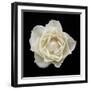 White Rose I-Jim Christensen-Framed Photographic Print