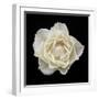 White Rose I-Jim Christensen-Framed Photographic Print