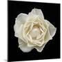 White Rose I-Jim Christensen-Mounted Photographic Print