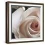 White Rose I-Monika Burkhart-Framed Photographic Print