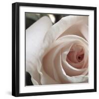 White Rose I-Monika Burkhart-Framed Photographic Print