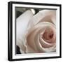 White Rose I-Monika Burkhart-Framed Photographic Print