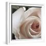 White Rose I-Monika Burkhart-Framed Photographic Print