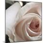 White Rose I-Monika Burkhart-Mounted Photographic Print