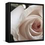 White Rose I-Monika Burkhart-Framed Stretched Canvas