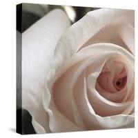 White Rose I-Monika Burkhart-Stretched Canvas