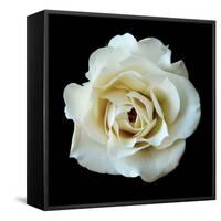 White Rose II-Jim Christensen-Framed Stretched Canvas