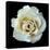 White Rose II-Jim Christensen-Stretched Canvas