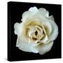 White Rose II-Jim Christensen-Stretched Canvas
