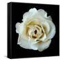 White Rose II-Jim Christensen-Framed Stretched Canvas