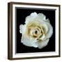 White Rose II-Jim Christensen-Framed Premium Photographic Print
