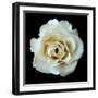 White Rose II-Jim Christensen-Framed Premium Photographic Print