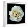 White Rose II-Jim Christensen-Framed Premium Photographic Print