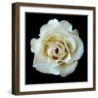 White Rose II-Jim Christensen-Framed Photographic Print