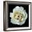 White Rose II-Jim Christensen-Framed Photographic Print