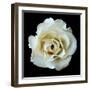 White Rose II-Jim Christensen-Framed Photographic Print