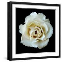 White Rose II-Jim Christensen-Framed Photographic Print