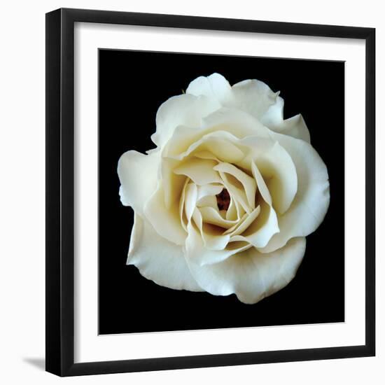White Rose II-Jim Christensen-Framed Photographic Print