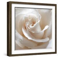 White Rose II-Monika Burkhart-Framed Photographic Print