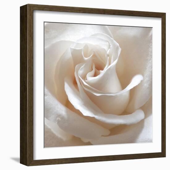 White Rose II-Monika Burkhart-Framed Photographic Print