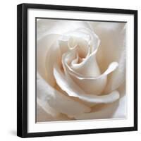 White Rose II-Monika Burkhart-Framed Photographic Print