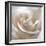 White Rose II-Monika Burkhart-Framed Photographic Print