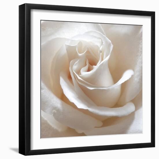 White Rose II-Monika Burkhart-Framed Photographic Print