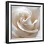 White Rose II-Monika Burkhart-Framed Photographic Print