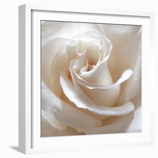 White Rose II-Monika Burkhart-Framed Photographic Print