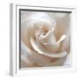 White Rose II-Monika Burkhart-Framed Photographic Print