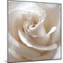 White Rose II-Monika Burkhart-Mounted Premium Photographic Print