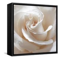 White Rose II-Monika Burkhart-Framed Stretched Canvas