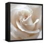 White Rose II-Monika Burkhart-Framed Stretched Canvas