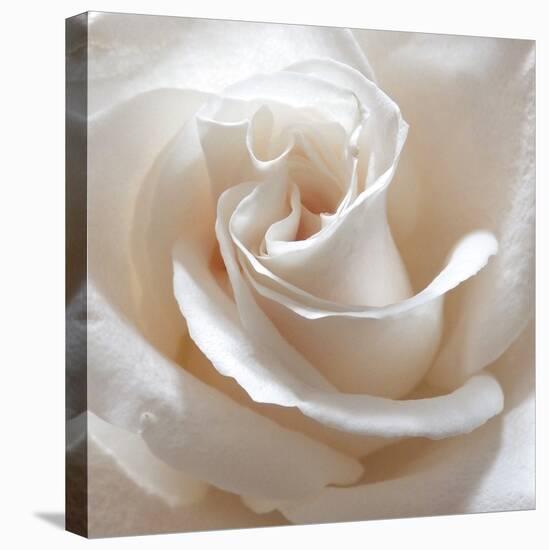 White Rose II-Monika Burkhart-Stretched Canvas
