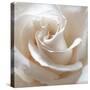 White Rose II-Monika Burkhart-Stretched Canvas