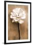 White Rose in Sepia-Christine Zalewski-Framed Premium Giclee Print