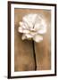 White Rose in Sepia-Christine Zalewski-Framed Premium Giclee Print