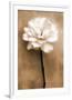 White Rose in Sepia-Christine Zalewski-Framed Premium Giclee Print