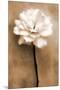 White Rose in Sepia-Christine Zalewski-Mounted Premium Giclee Print