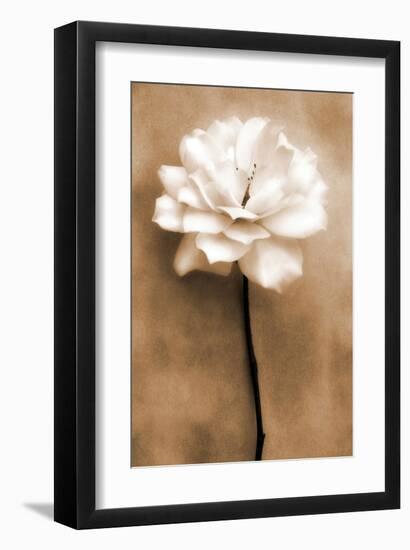 White Rose in Sepia-Christine Zalewski-Framed Art Print