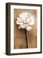 White Rose in Sepia-Christine Zalewski-Framed Art Print