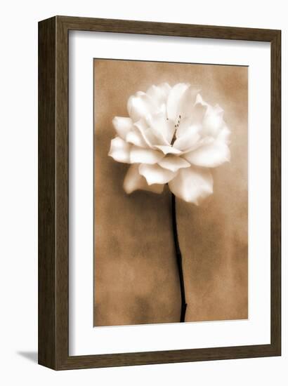 White Rose in Sepia-Christine Zalewski-Framed Art Print