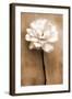 White Rose in Sepia-Christine Zalewski-Framed Art Print