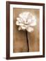 White Rose in Sepia-Christine Zalewski-Framed Art Print