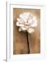 White Rose in Sepia-Christine Zalewski-Framed Art Print