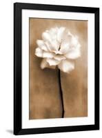 White Rose in Sepia-Christine Zalewski-Framed Art Print